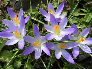 Kompostownik i kwiaty w ogrodzie