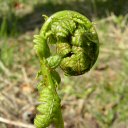 porady ogrodnicze logo